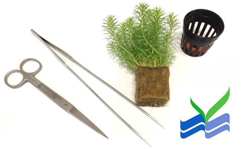 preparing-aquarium-plants-for-planting